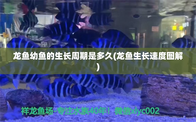 龍魚幼魚的生長(zhǎng)周期是多久(龍魚生長(zhǎng)速度圖解)