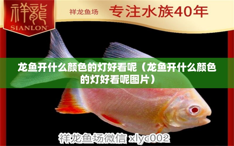 龍魚(yú)開(kāi)什么顏色的燈好看呢（龍魚(yú)開(kāi)什么顏色的燈好看呢圖片）