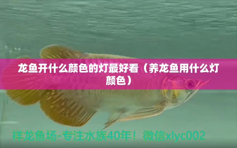 龍魚開什么顏色的燈最好看（養(yǎng)龍魚用什么燈顏色） 全國水族館企業(yè)名錄 第1張