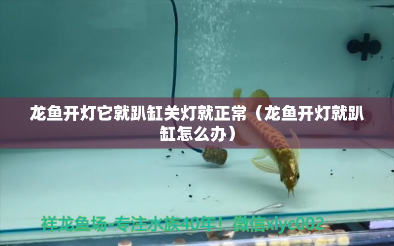 龍魚開燈它就趴缸關(guān)燈就正常（龍魚開燈就趴缸怎么辦）