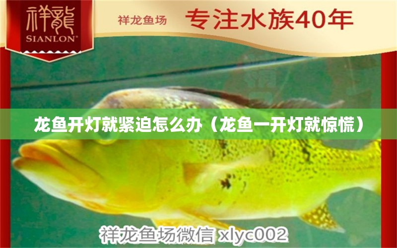 龍魚開燈就緊迫怎么辦（龍魚一開燈就驚慌）