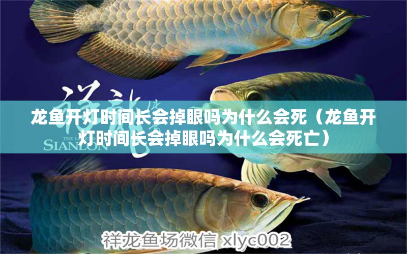 龍魚開燈時間長會掉眼嗎為什么會死（龍魚開燈時間長會掉眼嗎為什么會死亡） 廣州龍魚批發(fā)市場