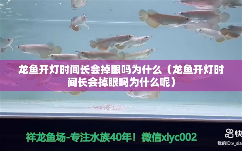 龍魚開燈時(shí)間長(zhǎng)會(huì)掉眼嗎為什么（龍魚開燈時(shí)間長(zhǎng)會(huì)掉眼嗎為什么呢） 廣州龍魚批發(fā)市場(chǎng)