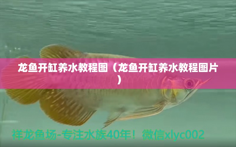 龍魚開缸養(yǎng)水教程圖（龍魚開缸養(yǎng)水教程圖片） 廣州龍魚批發(fā)市場