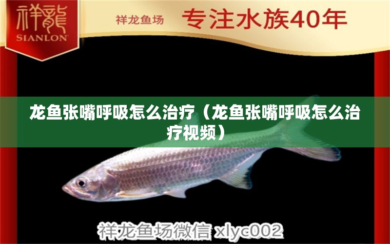 龍魚張嘴呼吸怎么治療（龍魚張嘴呼吸怎么治療視頻）