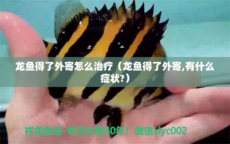 龍魚(yú)得了外寄怎么治療（龍魚(yú)得了外寄,有什么癥狀?） 龍魚(yú)疾病與治療