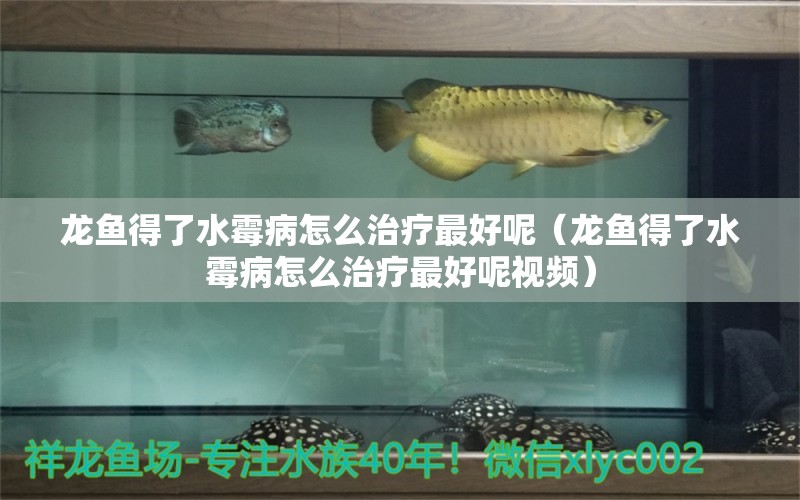 龍魚得了水霉病怎么治療最好呢（龍魚得了水霉病怎么治療最好呢視頻） 龍魚疾病與治療