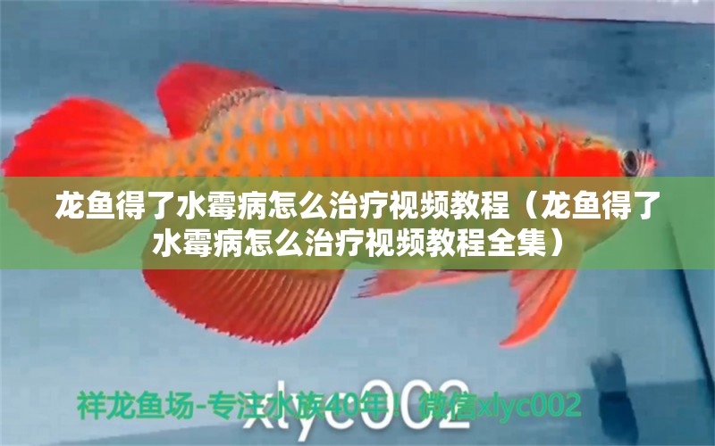 龍魚得了水霉病怎么治療視頻教程（龍魚得了水霉病怎么治療視頻教程全集）