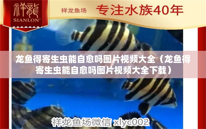 龍魚得寄生蟲能自愈嗎圖片視頻大全（龍魚得寄生蟲能自愈嗎圖片視頻大全下載）