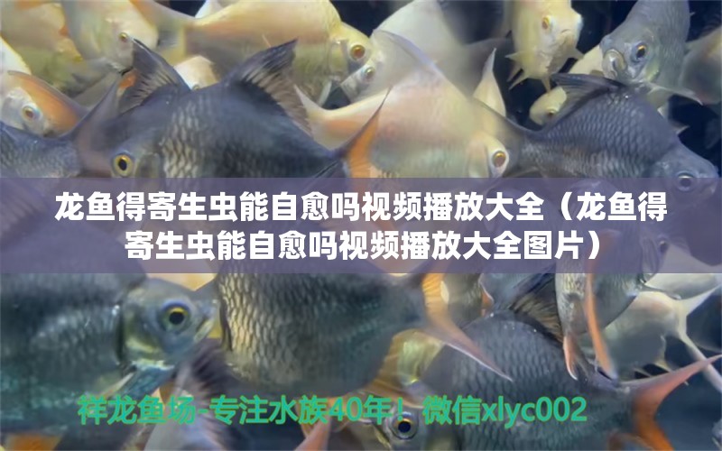 龍魚得寄生蟲能自愈嗎視頻播放大全（龍魚得寄生蟲能自愈嗎視頻播放大全圖片） 龍魚疾病與治療