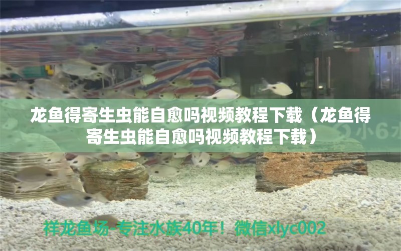 龍魚(yú)得寄生蟲(chóng)能自愈嗎視頻教程下載（龍魚(yú)得寄生蟲(chóng)能自愈嗎視頻教程下載）