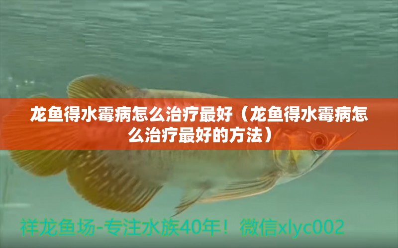 龍魚得水霉病怎么治療最好（龍魚得水霉病怎么治療最好的方法） 龍魚疾病與治療