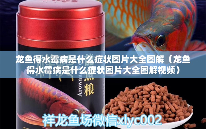 龍魚得水霉病是什么癥狀圖片大全圖解（龍魚得水霉病是什么癥狀圖片大全圖解視頻） 龍魚疾病與治療