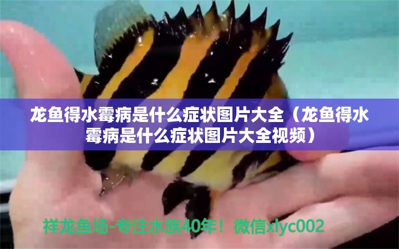 龍魚得水霉病是什么癥狀圖片大全（龍魚得水霉病是什么癥狀圖片大全視頻）