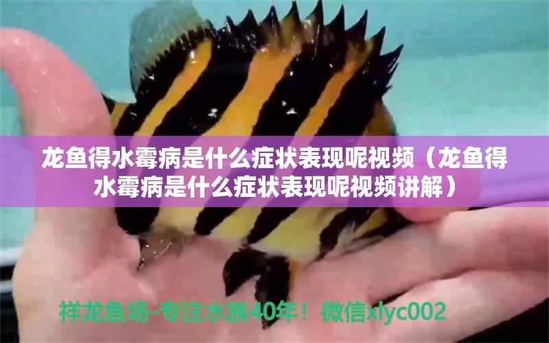 龍魚得水霉病是什么癥狀表現(xiàn)呢視頻（龍魚得水霉病是什么癥狀表現(xiàn)呢視頻講解）