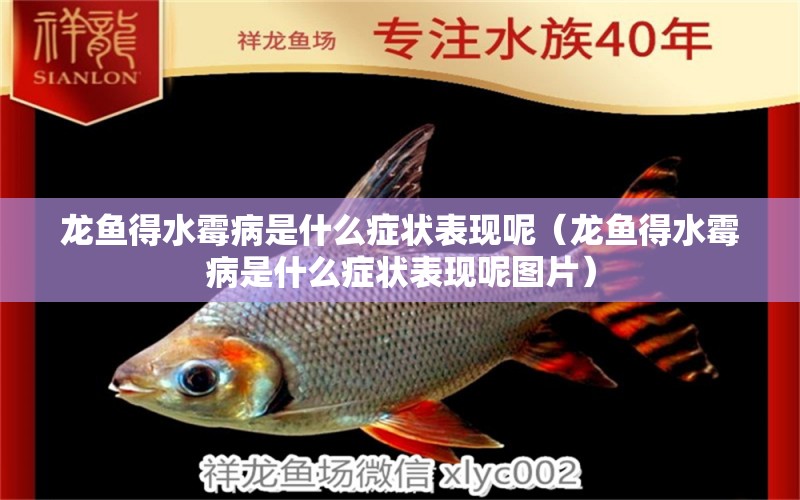 龍魚得水霉病是什么癥狀表現(xiàn)呢（龍魚得水霉病是什么癥狀表現(xiàn)呢圖片）