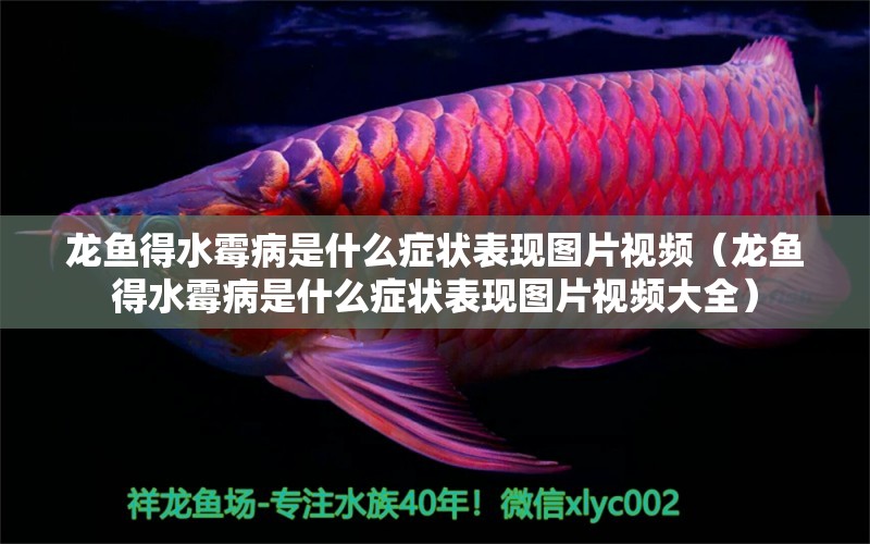 龍魚得水霉病是什么癥狀表現(xiàn)圖片視頻（龍魚得水霉病是什么癥狀表現(xiàn)圖片視頻大全）