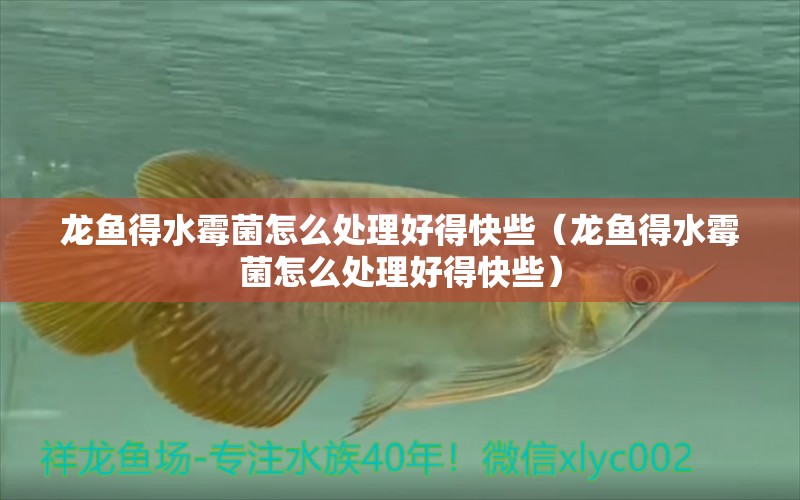 龍魚(yú)得水霉菌怎么處理好得快些（龍魚(yú)得水霉菌怎么處理好得快些） 龍魚(yú)疾病與治療