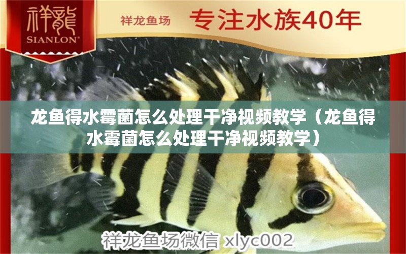 龍魚得水霉菌怎么處理干凈視頻教學(xué)（龍魚得水霉菌怎么處理干凈視頻教學(xué)） 龍魚疾病與治療