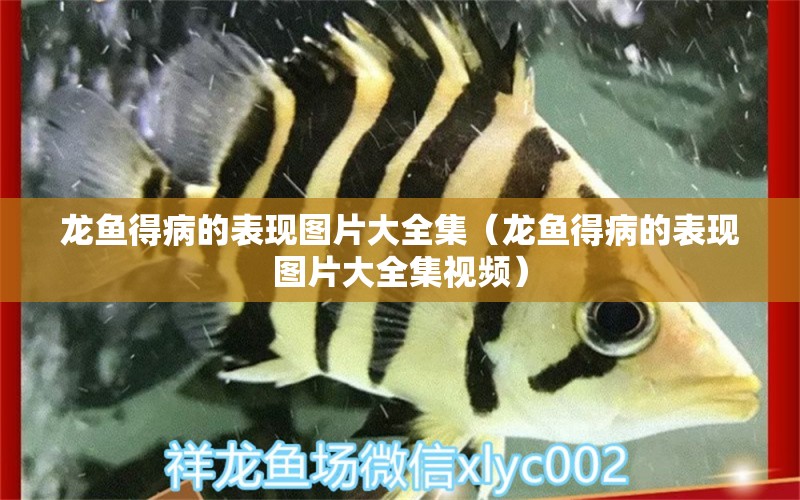 龍魚得病的表現(xiàn)圖片大全集（龍魚得病的表現(xiàn)圖片大全集視頻）