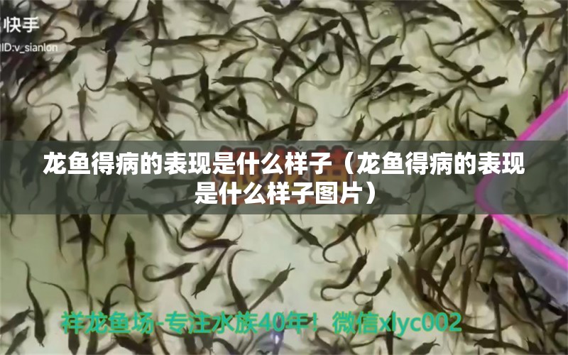 龍魚得病的表現(xiàn)是什么樣子（龍魚得病的表現(xiàn)是什么樣子圖片）