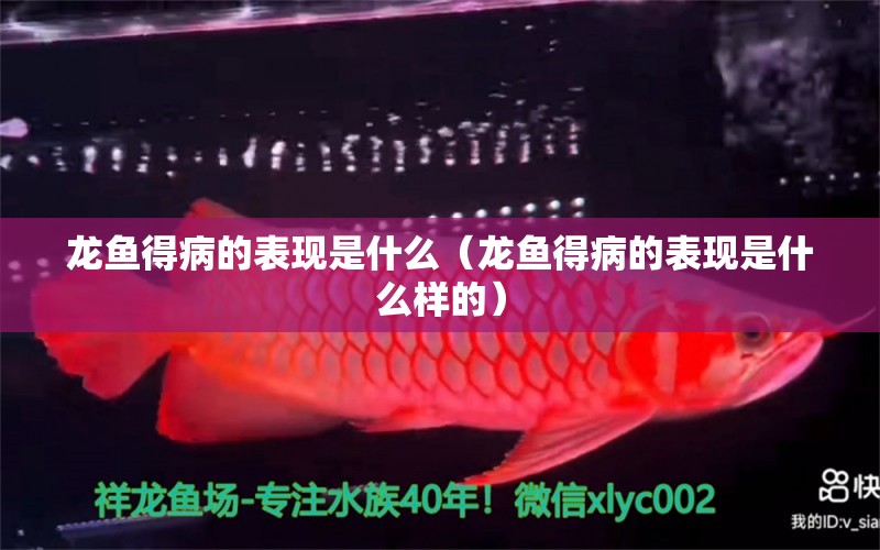 龍魚得病的表現(xiàn)是什么（龍魚得病的表現(xiàn)是什么樣的）