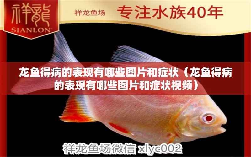 龍魚(yú)得病的表現(xiàn)有哪些圖片和癥狀（龍魚(yú)得病的表現(xiàn)有哪些圖片和癥狀視頻）