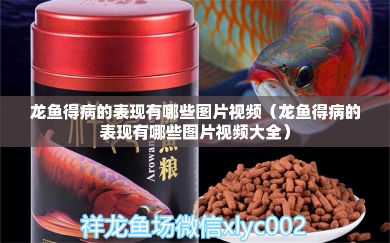 龍魚(yú)得病的表現(xiàn)有哪些圖片視頻（龍魚(yú)得病的表現(xiàn)有哪些圖片視頻大全）