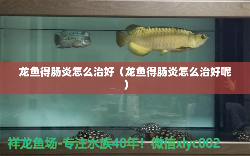 龍魚得腸炎怎么治好（龍魚得腸炎怎么治好呢） 龍魚疾病與治療