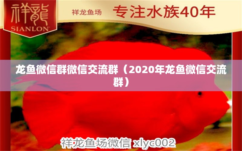 龍魚微信群微信交流群（2020年龍魚微信交流群）