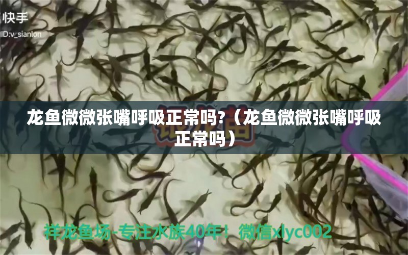 龍魚微微張嘴呼吸正常嗎?（龍魚微微張嘴呼吸正常嗎）