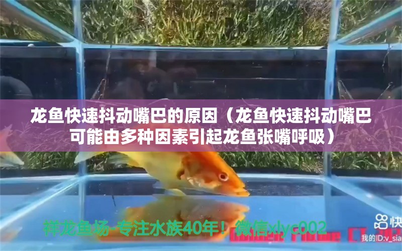 龍魚快速抖動嘴巴的原因（龍魚快速抖動嘴巴可能由多種因素引起龍魚張嘴呼吸） 龍魚百科 第1張