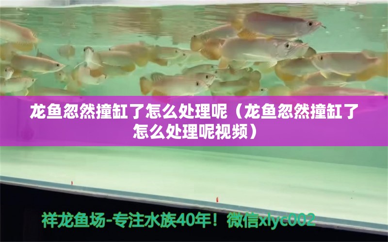 龍魚忽然撞缸了怎么處理呢（龍魚忽然撞缸了怎么處理呢視頻） 廣州龍魚批發(fā)市場(chǎng)