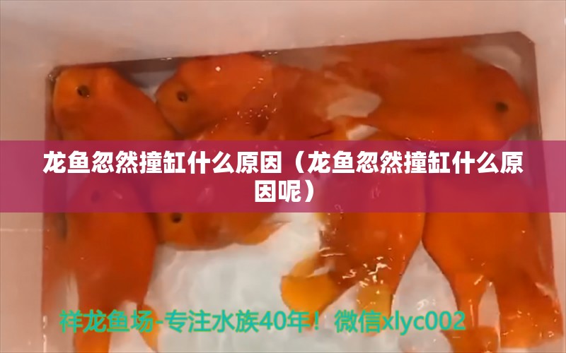 龍魚忽然撞缸什么原因（龍魚忽然撞缸什么原因呢）