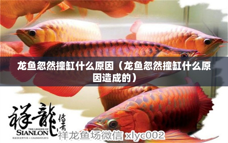 龍魚(yú)忽然撞缸什么原因（龍魚(yú)忽然撞缸什么原因造成的） 廣州龍魚(yú)批發(fā)市場(chǎng)