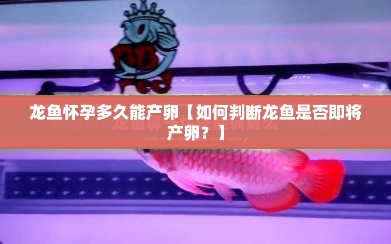 龍魚(yú)懷孕多久能產(chǎn)卵【如何判斷龍魚(yú)是否即將產(chǎn)卵？】 水族問(wèn)答 第1張