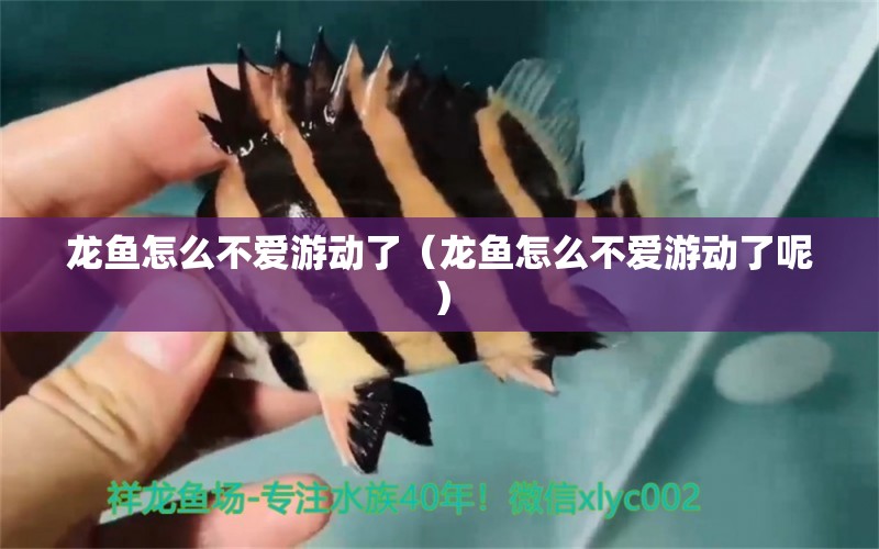 龍魚怎么不愛游動了（龍魚怎么不愛游動了呢） 廣州龍魚批發(fā)市場