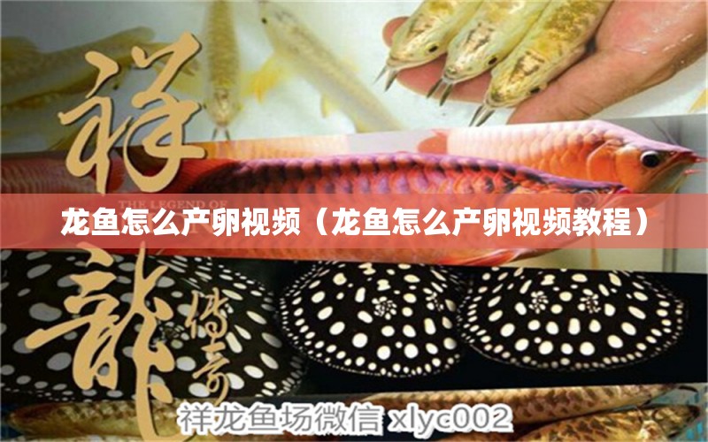 龍魚怎么產(chǎn)卵視頻（龍魚怎么產(chǎn)卵視頻教程） 廣州龍魚批發(fā)市場