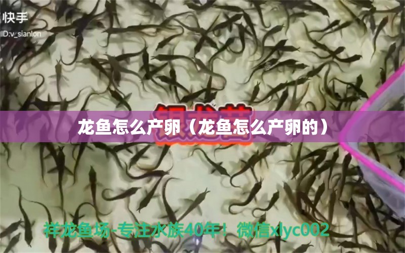 龍魚怎么產(chǎn)卵（龍魚怎么產(chǎn)卵的）