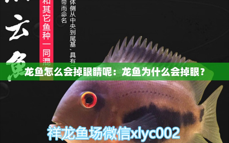 龍魚怎么會(huì)掉眼睛呢：龍魚為什么會(huì)掉眼？ 龍魚百科 第2張