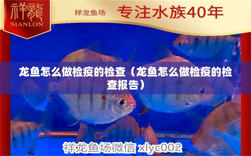 龍魚(yú)怎么做檢疫的檢查（龍魚(yú)怎么做檢疫的檢查報(bào)告）