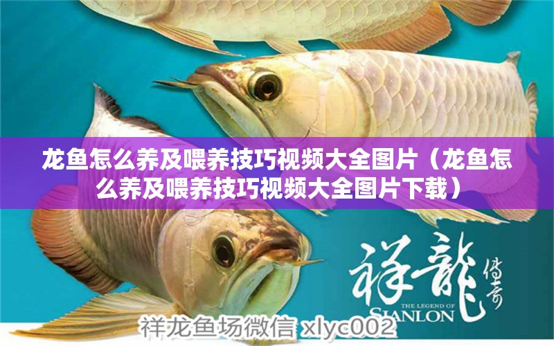 龍魚(yú)怎么養(yǎng)及喂養(yǎng)技巧視頻大全圖片（龍魚(yú)怎么養(yǎng)及喂養(yǎng)技巧視頻大全圖片下載）