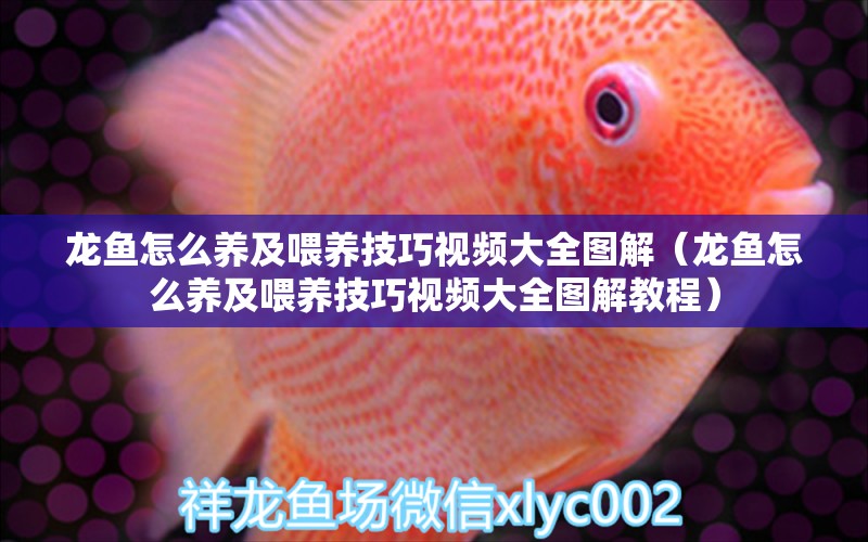 龍魚怎么養(yǎng)及喂養(yǎng)技巧視頻大全圖解（龍魚怎么養(yǎng)及喂養(yǎng)技巧視頻大全圖解教程） 廣州龍魚批發(fā)市場