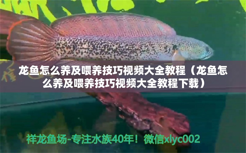 龍魚(yú)怎么養(yǎng)及喂養(yǎng)技巧視頻大全教程（龍魚(yú)怎么養(yǎng)及喂養(yǎng)技巧視頻大全教程下載）