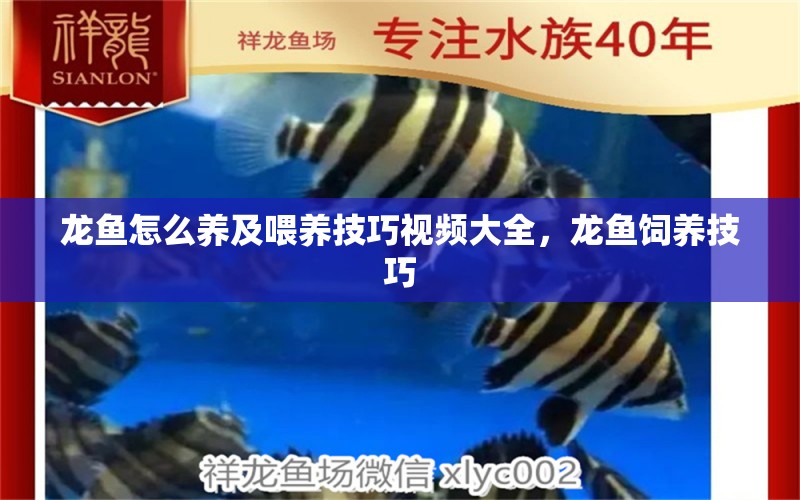 龍魚怎么養(yǎng)及喂養(yǎng)技巧視頻大全，龍魚飼養(yǎng)技巧 養(yǎng)魚知識(shí) 第1張