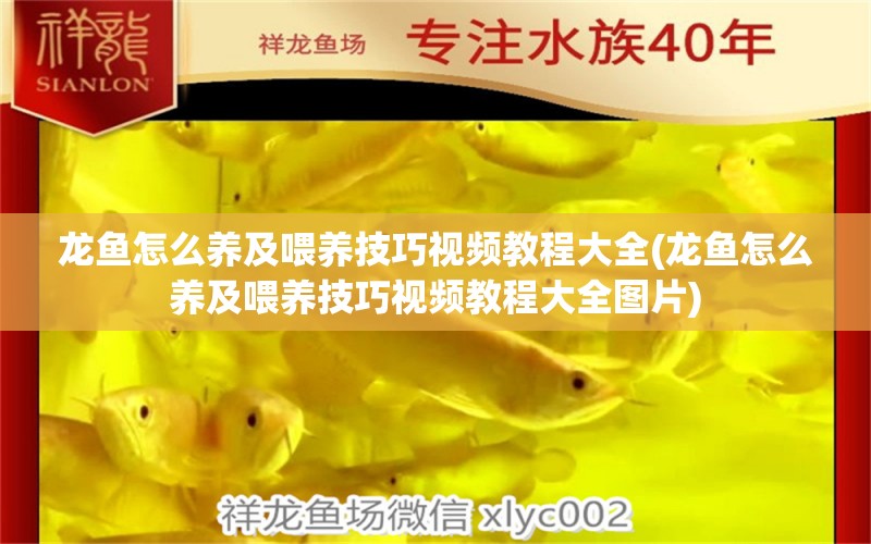 龍魚(yú)怎么養(yǎng)及喂養(yǎng)技巧視頻教程大全(龍魚(yú)怎么養(yǎng)及喂養(yǎng)技巧視頻教程大全圖片) 黑云魚(yú) 第1張