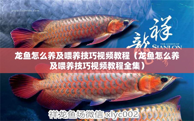 龍魚怎么養(yǎng)及喂養(yǎng)技巧視頻教程（龍魚怎么養(yǎng)及喂養(yǎng)技巧視頻教程全集）