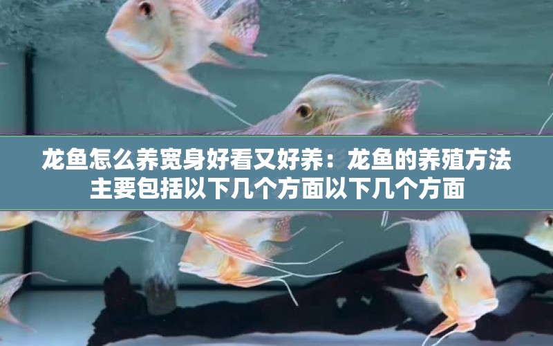 龍魚怎么養(yǎng)寬身好看又好養(yǎng)：龍魚的養(yǎng)殖方法主要包括以下幾個方面以下幾個方面 水族問答 第2張