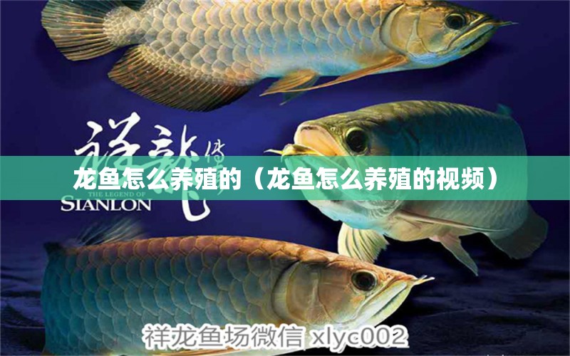 龍魚怎么養(yǎng)殖的（龍魚怎么養(yǎng)殖的視頻）