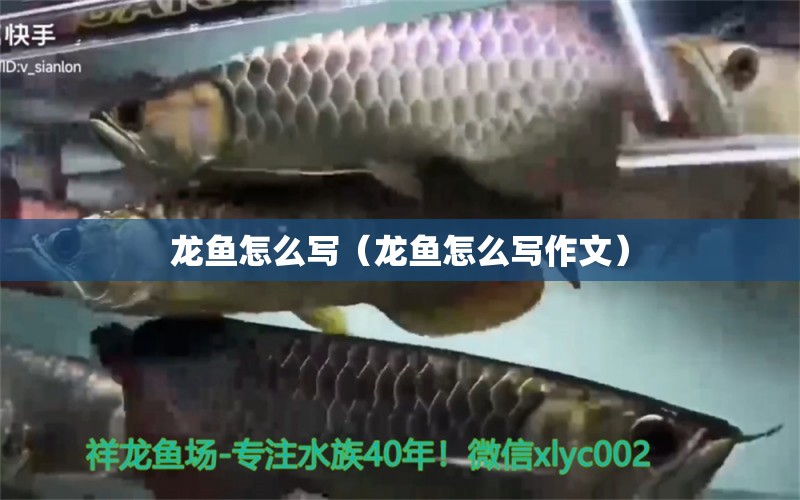 龍魚怎么寫（龍魚怎么寫作文）